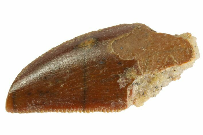 Serrated Raptor Tooth - Real Dinosaur Tooth #333308